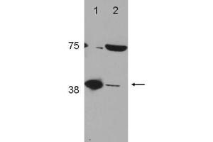 Image no. 1 for anti-Polymerase (DNA Directed), beta (POLB) (C-Term) antibody (ABIN1103699) (POLB antibody  (C-Term))