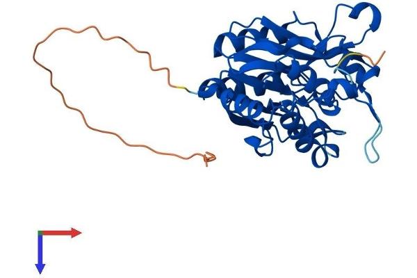 Nitrilase 1 Protein (NIT1) (AA 1-323) (His tag)