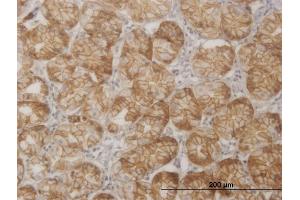 Immunoperoxidase of monoclonal antibody to SGK2 on formalin-fixed paraffin-embedded human stomach. (SGK2 antibody  (AA 244-344))