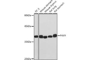 Western blot analysis of extracts of various cell lines, using P Rabbit mAb (ABIN7269156) at 1:1000 dilution. (PAX9 antibody)