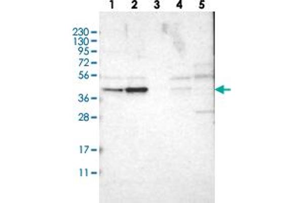 WDR53 抗体