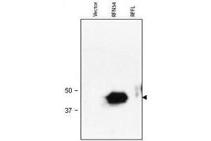 Western blot using  Protein A Purified anti-RNF34 antibody shows detection of human RNF34 (arrowhead) in lysate. (RNF34 antibody  (AA 1-373))