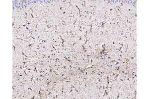Immunohistochemistry analysis of paraffin-embedded mouse brain using GFAP Monoclonal Antibody at dilution of 1:400. (GFAP antibody)