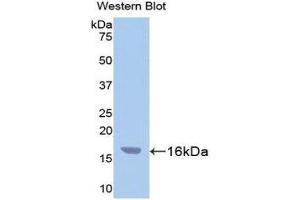 Western Blotting (WB) image for anti-Caspase 3 (CASP3) (AA 29-175) antibody (FITC) (ABIN1858244) (Caspase 3 antibody  (AA 29-175) (FITC))
