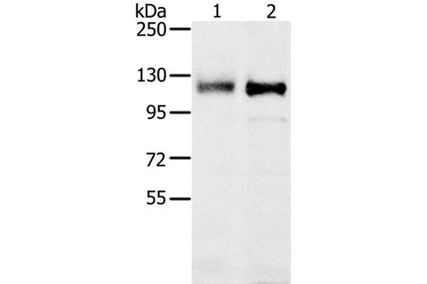 PTPN12 antibody