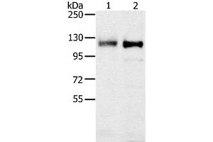 Western Blot analysis of 231 and K562 cell using PTPN12 Polyclonal Antibody at dilution of 1:200 (PTPN12 antibody)