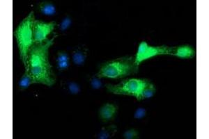 Anti-MAPRE2 mouse monoclonal antibody (ABIN2454542) immunofluorescent staining of COS7 cells transiently transfected by pCMV6-ENTRY MAPRE2 (RC200259). (MAPRE2 antibody)