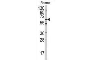 Western blot analysis of anti-MEN1 Antibody  (ABIN391613 and ABIN2841534) in Ramos cell line lysates (35 μg/lane). (Menin antibody  (AA 113-144))