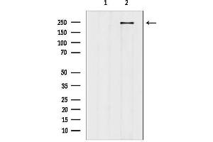 anti-HEAT Repeat Containing 1 (HEATR1) (Internal Region) antibody