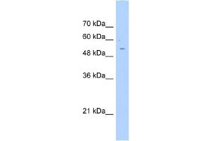 WB Suggested Anti-AGXT2L2 Antibody Titration:  0.
