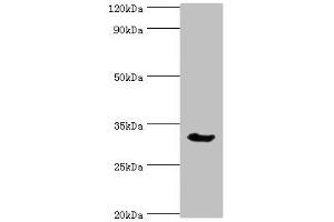 Western blot All lanes: Caspase-6 antibody at 3 μg/mL + Mouse liver tissue Secondary Goat polyclonal to rabbit IgG at 1/10000 dilution Predicted band size: 34, 23 kDa Observed band size: 34 kDa (Caspase 6 antibody  (AA 24-293))