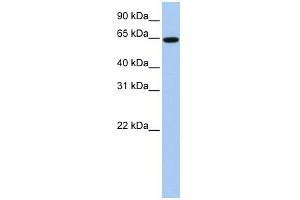 WB Suggested Anti-EPS8L1 Antibody Titration:  0.