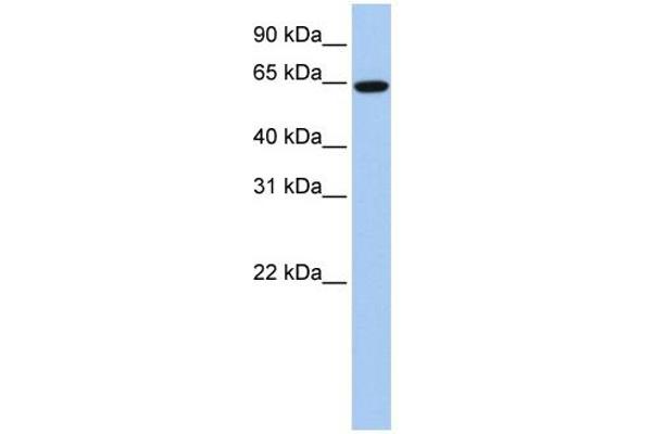 EPS8-Like 1 antibody  (Middle Region)