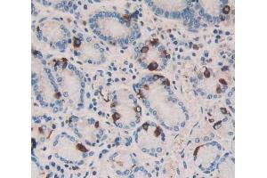 IHC-P analysis of stomach tissue, with DAB staining. (HSF4 antibody  (AA 171-284))