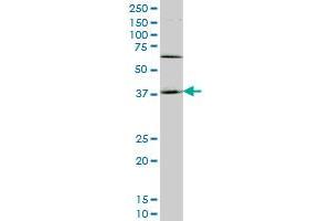 HOXD11 antibody  (AA 1-76)