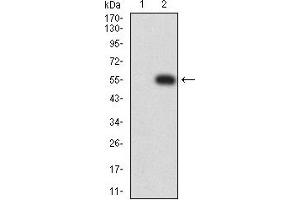 Western blot analysis using LILRA5 mAb against HEK293 (1) and LILRA5 (AA: extra 42-268)-hIgGFc transfected HEK293 (2) cell lysate. (LILRA5 antibody  (AA 42-268))