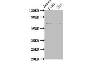 Western Blot Positive WB detected in: Zebrafish tissue, Zebrafish eye tissue All lanes: rbm47 at 1:2000 Secondary Goat polyclonal to rabbit IgG at 1/50000 dilution Predicted band size: 66 kDa Observed band size: 66 kDa (RBM47 antibody  (AA 390-524))