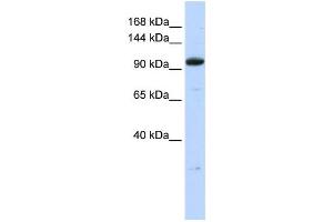 Western Blotting (WB) image for anti-Zinc Finger Protein 112 (ZFP112) antibody (ABIN2458357) (ZFP112 antibody)