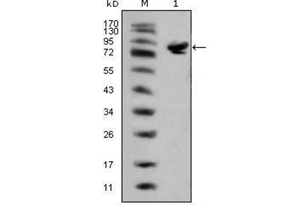 ISL1 antibody