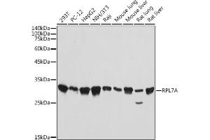 Western blot analysis of extracts of various cell lines, using RPL7A antibody (ABIN7270011) at 1:1000 dilution. (RPL7A antibody)