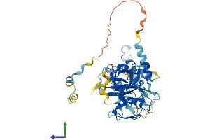 AlphaFold protein structure predicition of Mouse Recombinant Ncf1 Protein, UniprotID Q09014