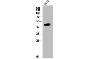 Western Blot analysis of 293T cells using GPR172B Polyclonal Antibody (GPR172B antibody  (Internal Region))