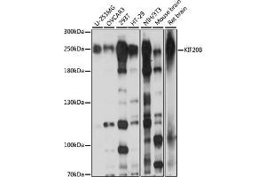 Western blot analysis of extracts of various cell lines, using KIF20B antibody (ABIN7268126) at 1:1000 dilution. (KIF20B antibody  (AA 1200-1500))