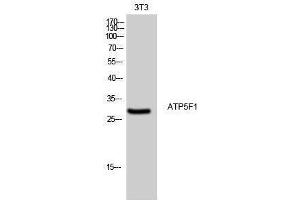 Western Blotting (WB) image for anti-ATP Synthase, H+ Transporting, Mitochondrial Fo Complex, Subunit B1 (ATP5F1) (Internal Region) antibody (ABIN3183432) (ATP5F1 antibody  (Internal Region))