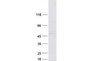 FUZ Protein (Myc-DYKDDDDK Tag)