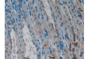 Detection of CLCF1 in Mouse Stomach Tissue using Polyclonal Antibody to Cardiotrophin Like Cytokine Factor 1 (CLCF1) (CLCF1 antibody  (AA 28-225))