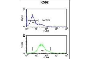 RPS15A Antibody (N-term) (ABIN650999 and ABIN2840032) flow cytometric analysis of K562 cells (bottom histogram) compared to a negative control cell (top histogram). (RPS15A antibody  (N-Term))