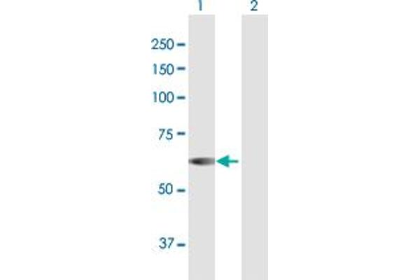 NUP54 antibody  (AA 1-507)