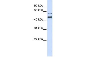 Western Blotting (WB) image for anti-Tubby Homolog (TUB) antibody (ABIN2459995) (TUB antibody)