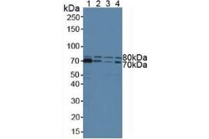 Figure. (STAM antibody  (AA 199-464))