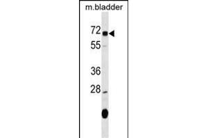 OSGIN1 Antibody (C-term) (ABIN1537394 and ABIN2849558) western blot analysis in mouse bladder tissue lysates (35 μg/lane). (OSGIN1 antibody  (C-Term))