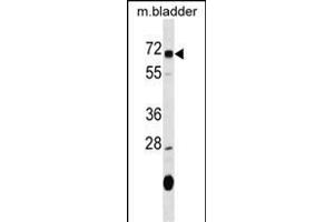OSGIN1 antibody  (C-Term)