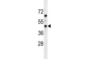 PDGFRL antibody western blot analysis in mouse heart tissue lysate. (PDGFRL antibody  (AA 16-44))