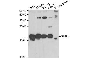 Western blot analysis of extracts of various cell lines, using SUB1 antibody. (SUB1 antibody)