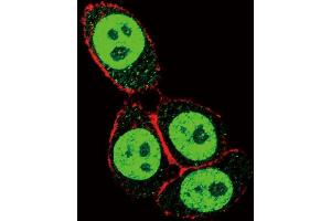 Confocal immunofluorescent analysis of SD3- Antibody (ABIN653953 and ABIN2843175) with Hela cell followed by Alexa Fluor 488-conjugated goat anti-rabbit lgG (green). (SMAD3 antibody  (AA 186-215))