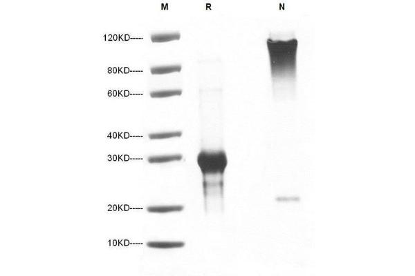 NOG Protein (AA 28-232)