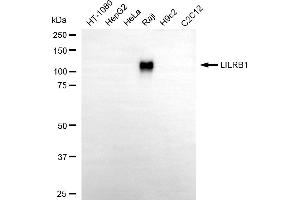 Western blotting analysis using LILRB1 antibody (ABIN7799258).