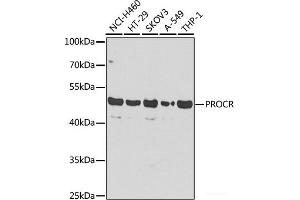 Western blot analysis of extracts of various cell lines using PROCR Polyclonal Antibody at dilution of 1:1000. (PROCR antibody)
