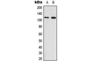 Western blot analysis of NNT expression in HEK293T (A), NIH3T3 (B) whole cell lysates. (NNT antibody  (Center))