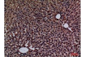 Immunohistochemistry (IHC) analysis of paraffin-embedded Rat liver, antibody was diluted at 1:100. (Glypican 3 antibody  (Internal Region))
