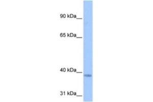 Western Blotting (WB) image for anti-NOP2/Sun Domain Family, Member 3 (NSUN3) antibody (ABIN2463226) (NSUN3 antibody)