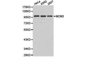 Western Blotting (WB) image for anti-Minichromosome Maintenance Complex Component 3 (MCM3) antibody (ABIN1873664)