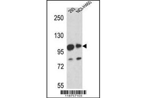 Western blot analysis in 293,NCI-H460 cell line lysates (35ug/lane). (MAML1 antibody  (AA 198-225))