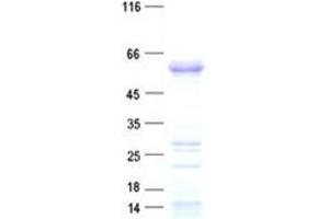 Validation with Western Blot (PHF10 Protein (His tag))