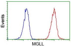 Image no. 3 for anti-Monoglyceride Lipase (MGLL) antibody (ABIN1499436) (MGLL antibody)