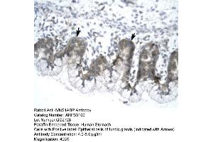 Human Stomach (IVNS1ABP antibody  (N-Term))